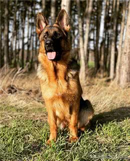 品质保证!五个月大德国牧羊犬，纯种繁育，等你来选!