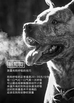 不同的狗狗呼吸的类型可能是不一样的