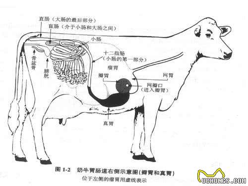 狗狗并不会反刍技能,若是出现呕吐反常,实际是正受疾病困扰