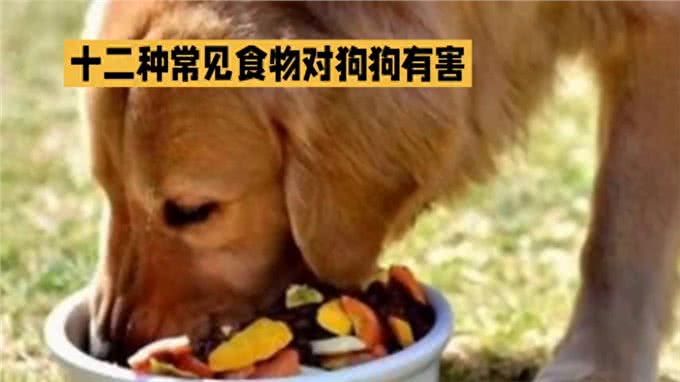 这十二种食物，千万不要给狗狗吃!