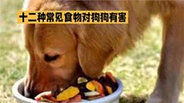 这十二种食物，千万不要给狗狗吃!