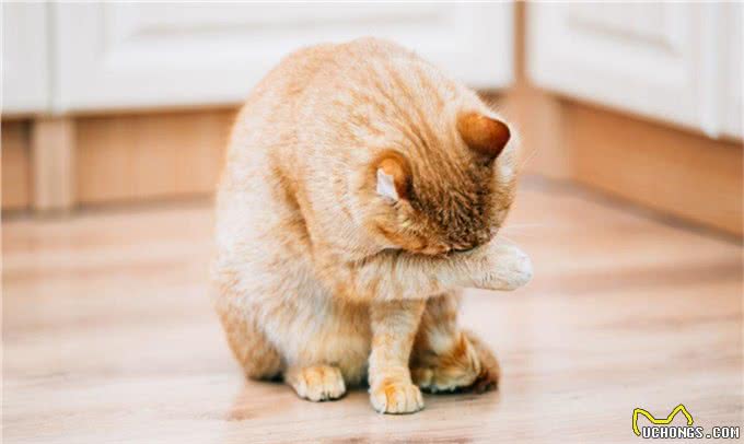 为什么猫经常洗澡，而狗却不会：猫干净的秘诀?