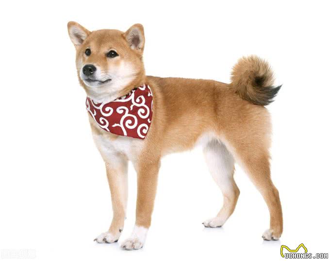 赛级柴犬和普通柴犬有什么区别?区别那可大了去了
