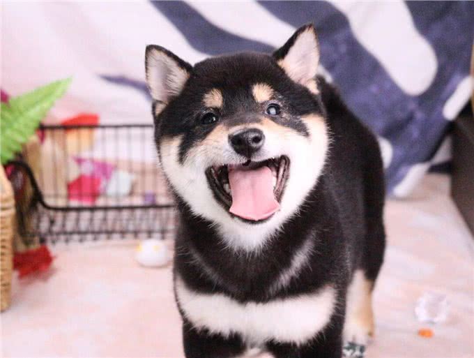 赛级柴犬和普通柴犬有什么区别?区别那可大了去了