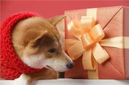 赛级柴犬和普通柴犬有什么区别?区别那可大了去了