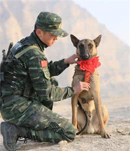 最常用与最常见的4种工作犬，你知道是哪几种吗?