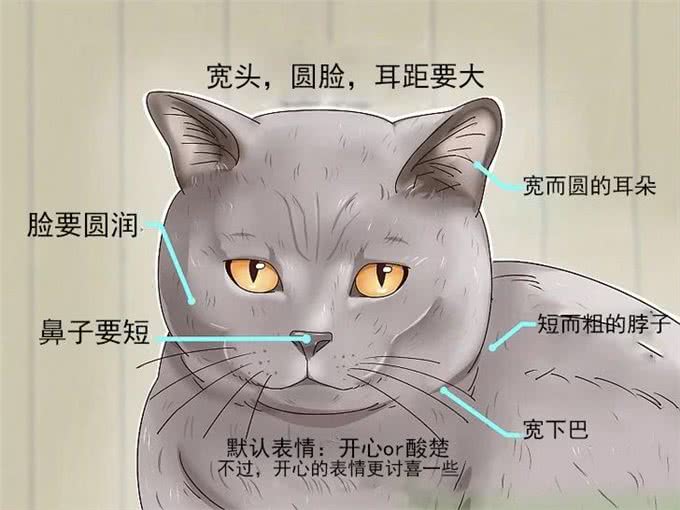 英国短毛猫品相指南，快速识别英短的品相好坏，防止被骗