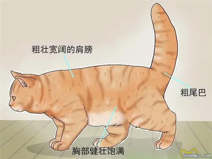 英国短毛猫品相指南，快速识别英短的品相好坏，防止被骗