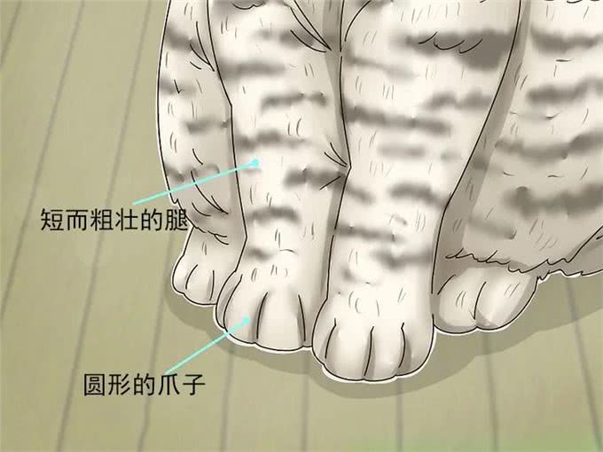 英国短毛猫品相指南，快速识别英短的品相好坏，防止被骗
