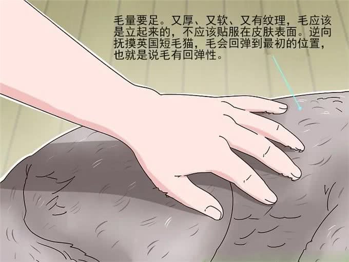 英国短毛猫品相指南，快速识别英短的品相好坏，防止被骗