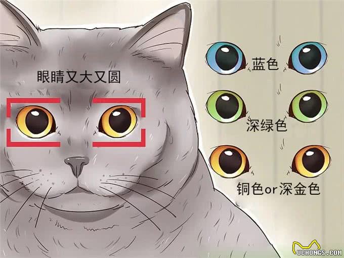英国短毛猫品相指南，快速识别英短的品相好坏，防止被骗