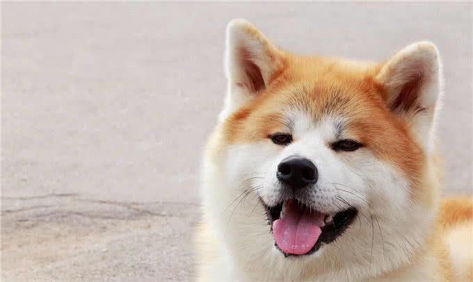 家养日系秋田犬是一种怎样的体验?