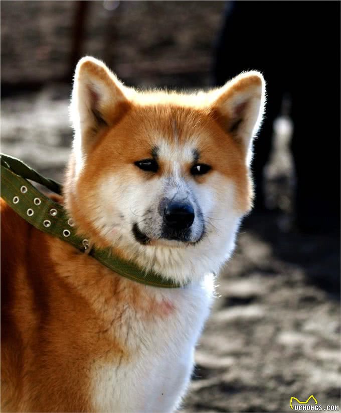家养日系秋田犬是一种怎样的体验?
