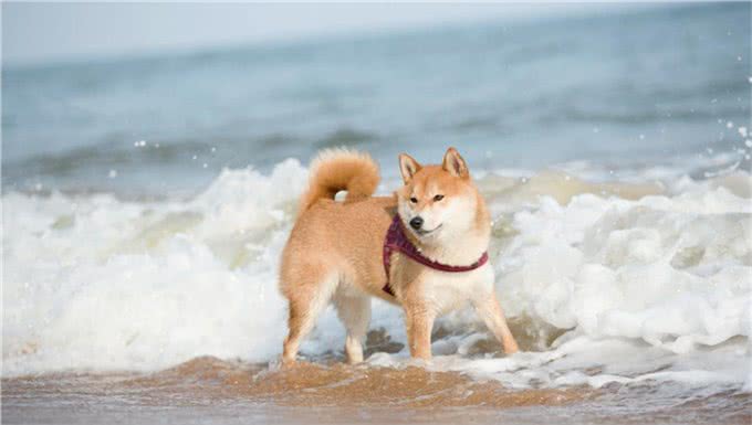 家养日系秋田犬是一种怎样的体验?