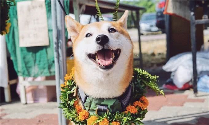 家养日系秋田犬是一种怎样的体验?