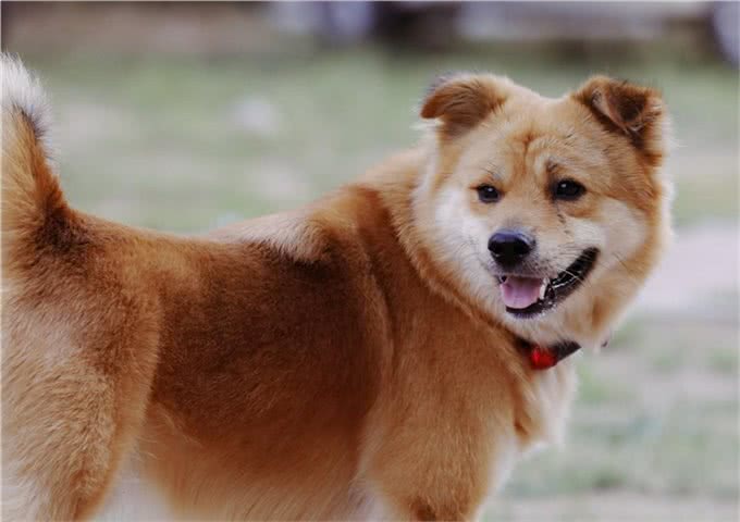 狗狗太懂事，不喜欢喝水，不见得是好事，狗狗很容易得尿结石