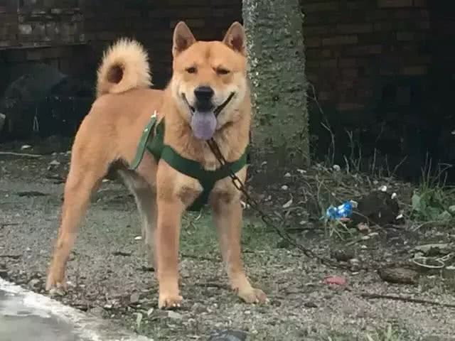 中国土狗和日本柴犬比，到底输在哪里?