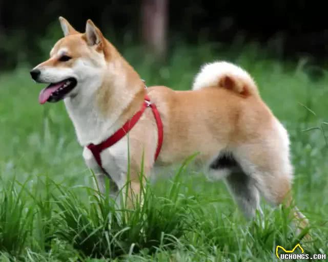 中国土狗和日本柴犬比，到底输在哪里?