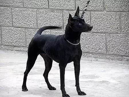 中国土狗和日本柴犬比，到底输在哪里?