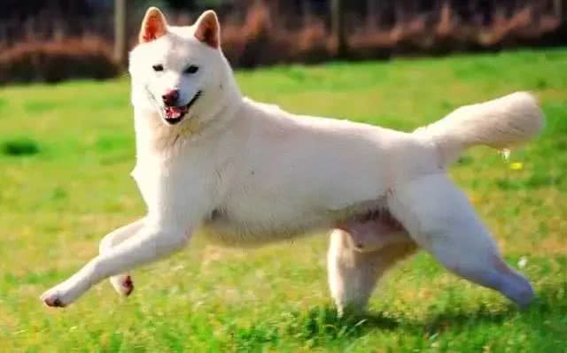 中国土狗和日本柴犬比，到底输在哪里?