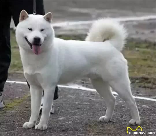 中国土狗和日本柴犬比，到底输在哪里?