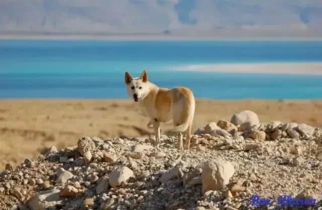 中国土狗和日本柴犬比，到底输在哪里?