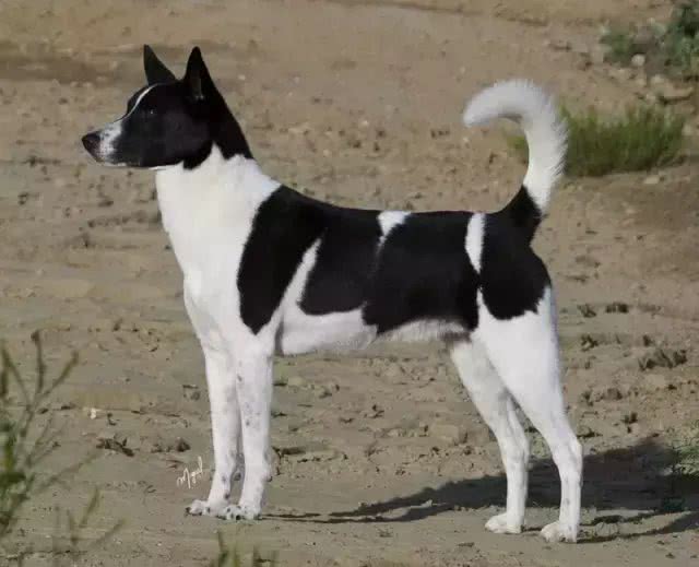 中国土狗和日本柴犬比，到底输在哪里?