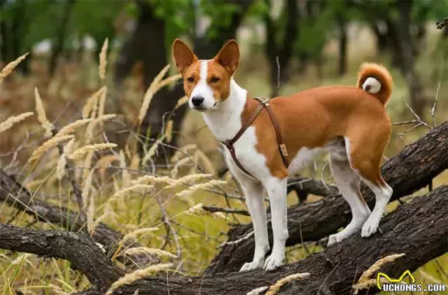 中国土狗和日本柴犬比，到底输在哪里?