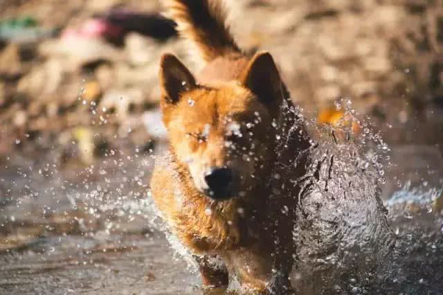 中国土狗和日本柴犬比，到底输在哪里?