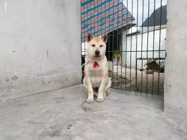 中国土狗和日本柴犬比，到底输在哪里?