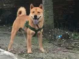 中国土狗和日本柴犬比，到底输在哪里?
