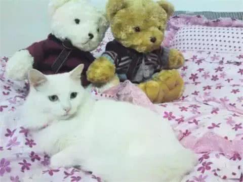 铲屎官写给山东狮子猫的诀别信，看哭了许多人!