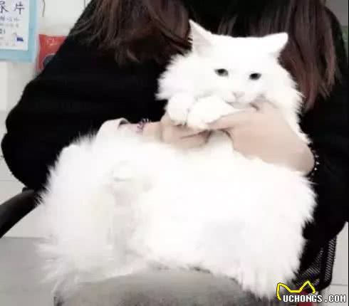 铲屎官写给山东狮子猫的诀别信，看哭了许多人!