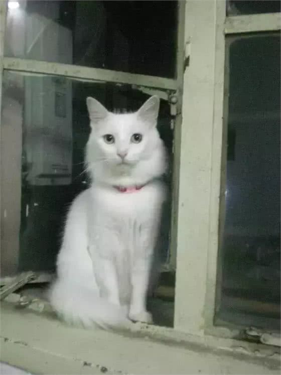 铲屎官写给山东狮子猫的诀别信，看哭了许多人!