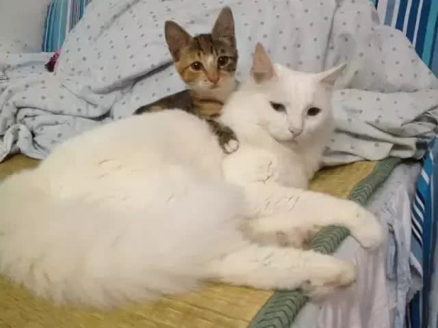 铲屎官写给山东狮子猫的诀别信，看哭了许多人!