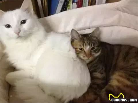 铲屎官写给山东狮子猫的诀别信，看哭了许多人!