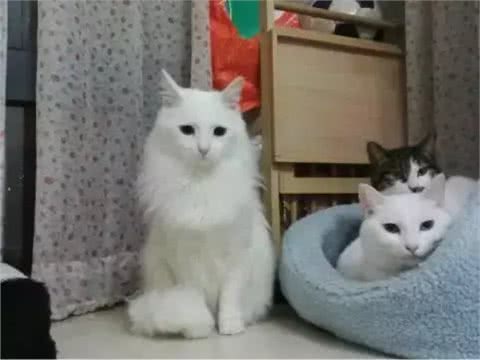 铲屎官写给山东狮子猫的诀别信，看哭了许多人!