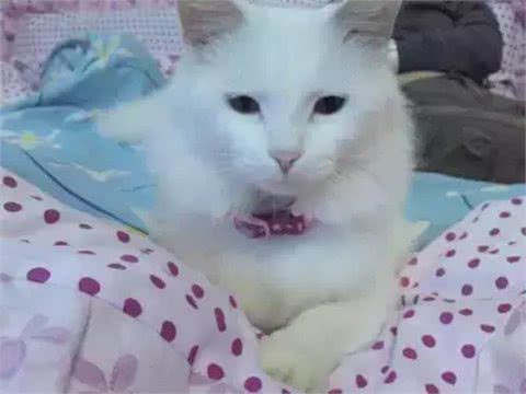 铲屎官写给山东狮子猫的诀别信，看哭了许多人!