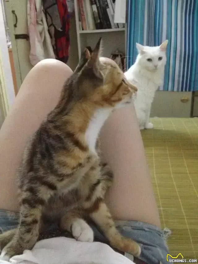 铲屎官写给山东狮子猫的诀别信，看哭了许多人!
