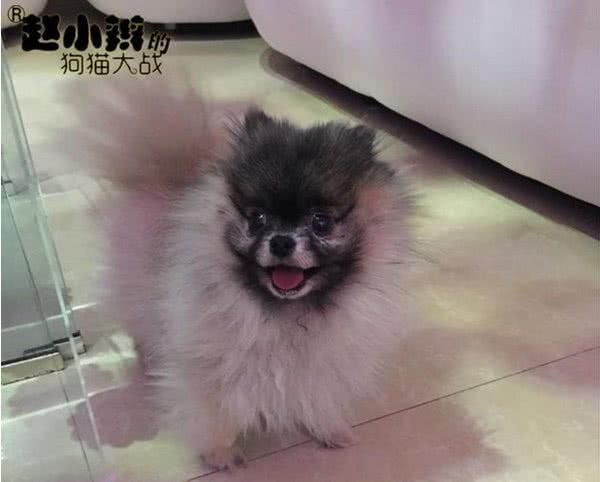 狗狗的眼屎其实是一种可怕预告