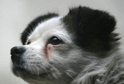 狗狗的眼屎其实是一种可怕预告