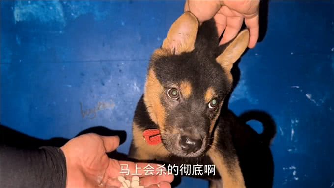 8颗驱虫药狗狗一口吞掉此次驱虫很彻底—驱虫