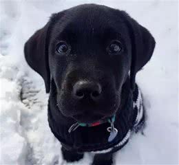 狗狗真的会抑郁吗?「科瑞卡科普」