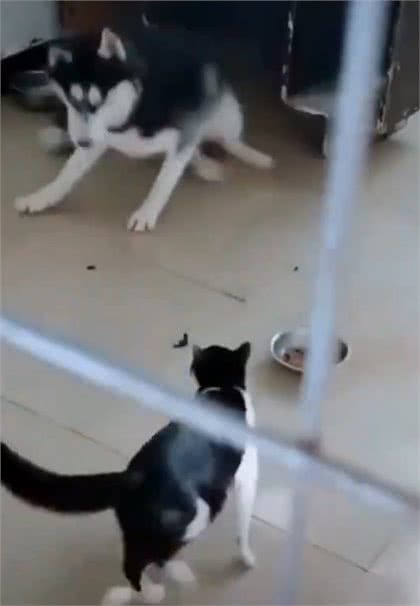 哈士奇连一只猫都打不过!被逼到桌子底下狂揍,狗脸丢尽