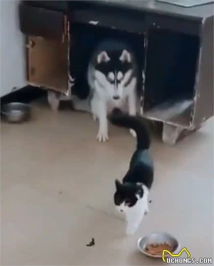 哈士奇连一只猫都打不过!被逼到桌子底下狂揍,狗脸丢尽