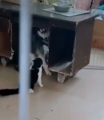哈士奇连一只猫都打不过!被逼到桌子底下狂揍,狗脸丢尽