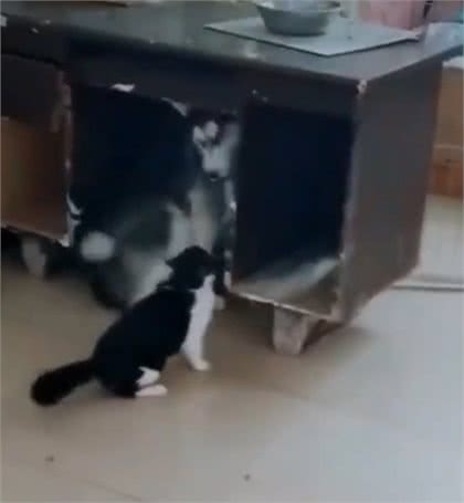 哈士奇连一只猫都打不过!被逼到桌子底下狂揍,狗脸丢尽