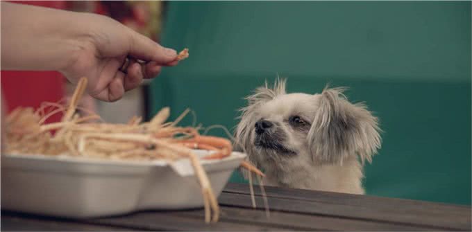 纯种博美和串串博美的比拼，谁更好养?