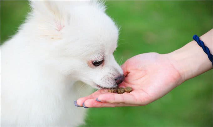 纯种博美和串串博美的比拼，谁更好养?