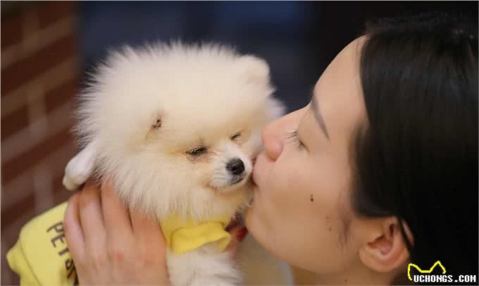 纯种博美和串串博美的比拼，谁更好养?